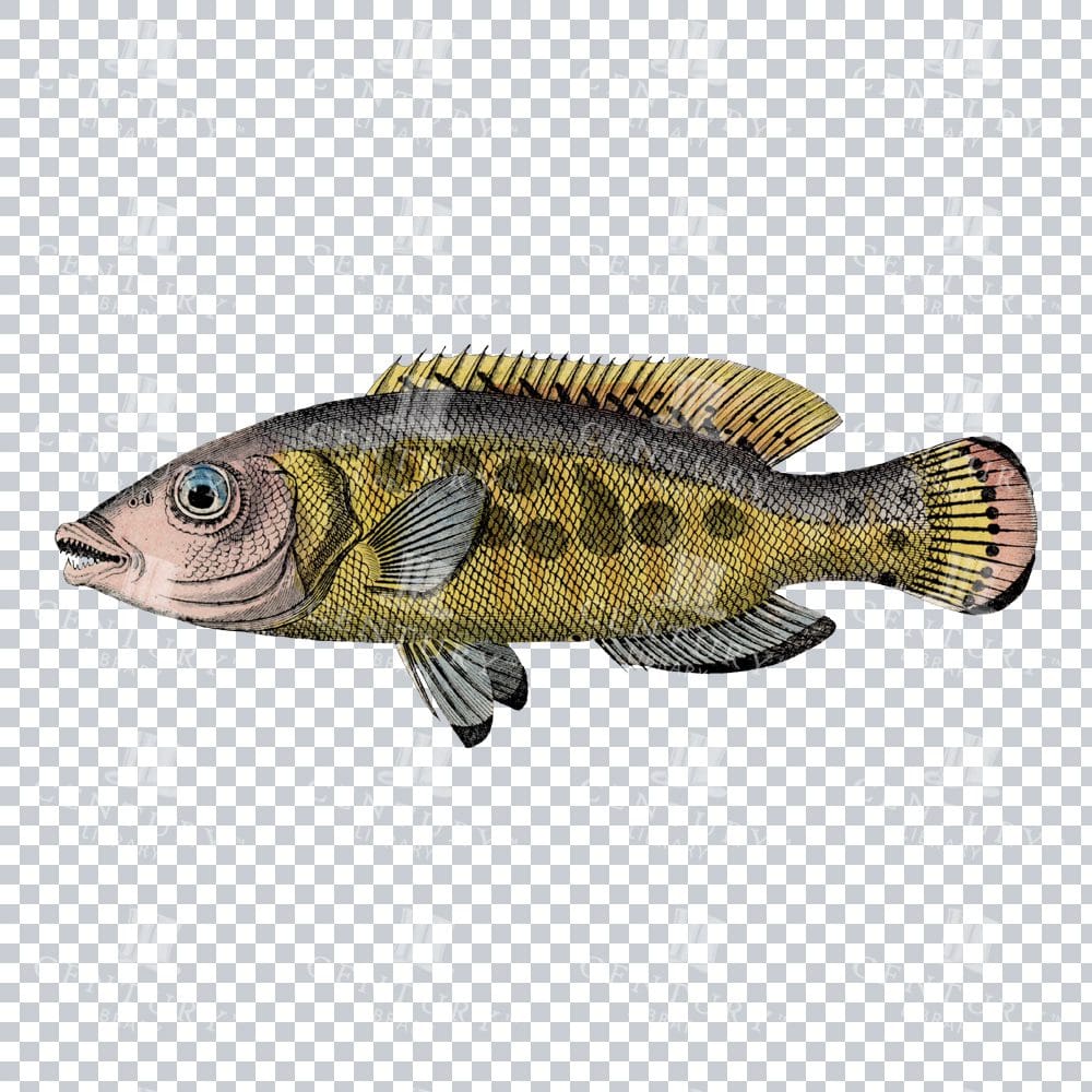 Vintage Colour Illustration of a Cucoo Wrasse Fish