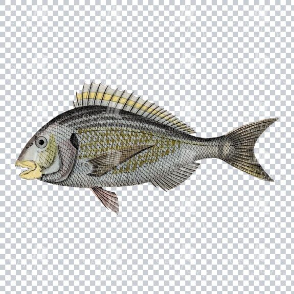 Retro Gilt-Head Bream Fish Illustration