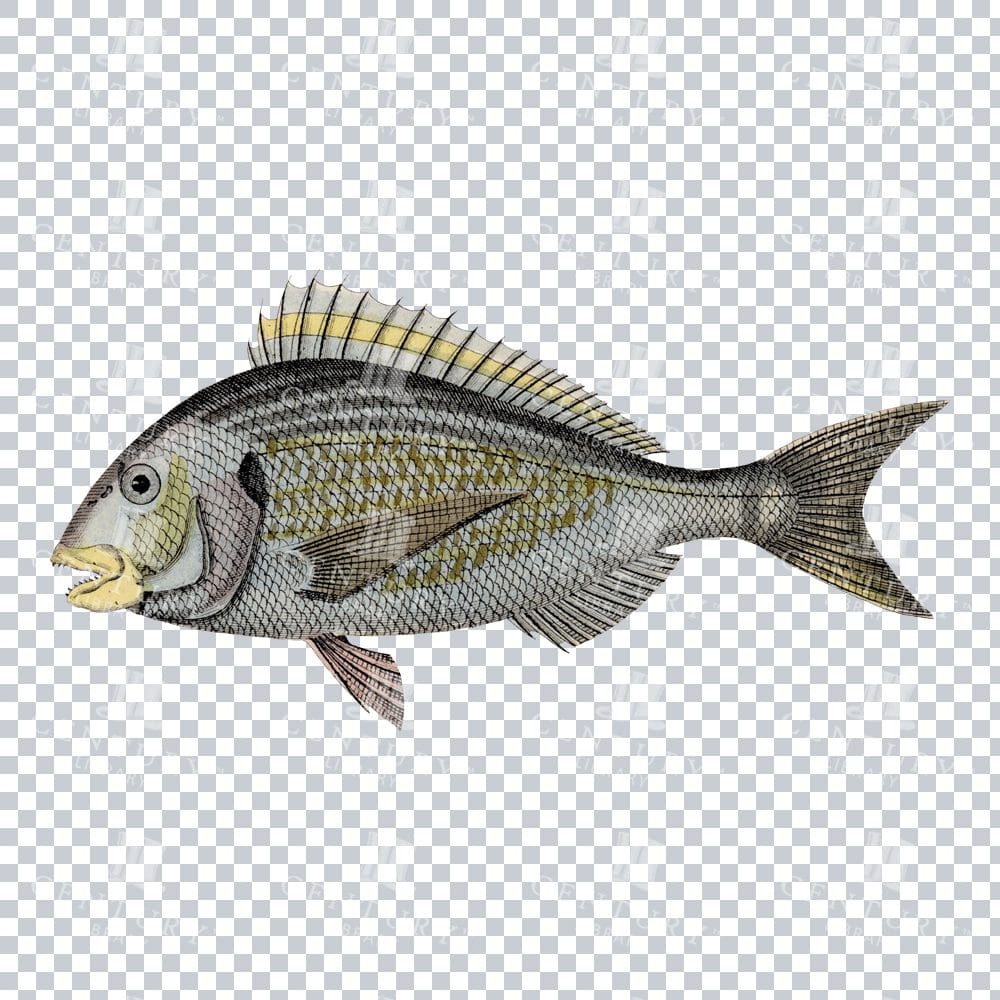 Retro Gilt-Head Bream Fish Illustration