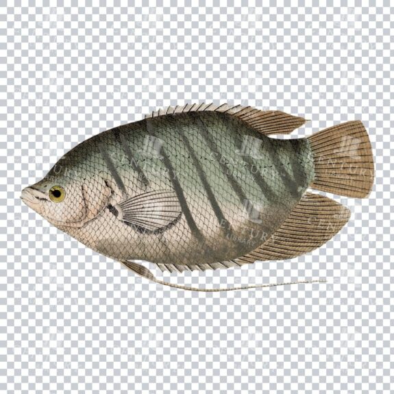 Old PNG Colour Illustration of a Gourami Fish