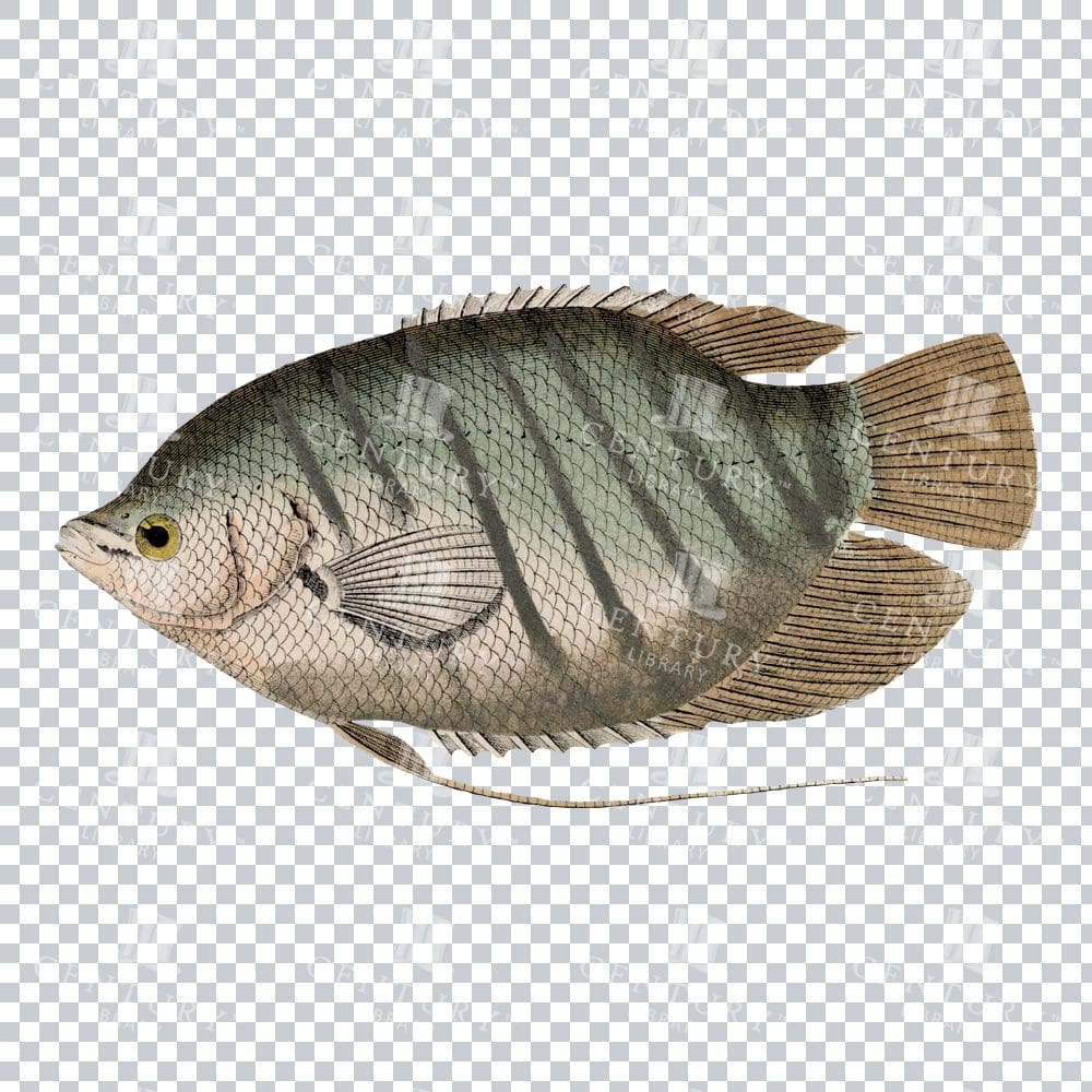 Old PNG Colour Illustration of a Gourami Fish