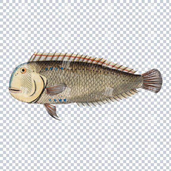 Retro Pearly Razorfish Vintage Illustration