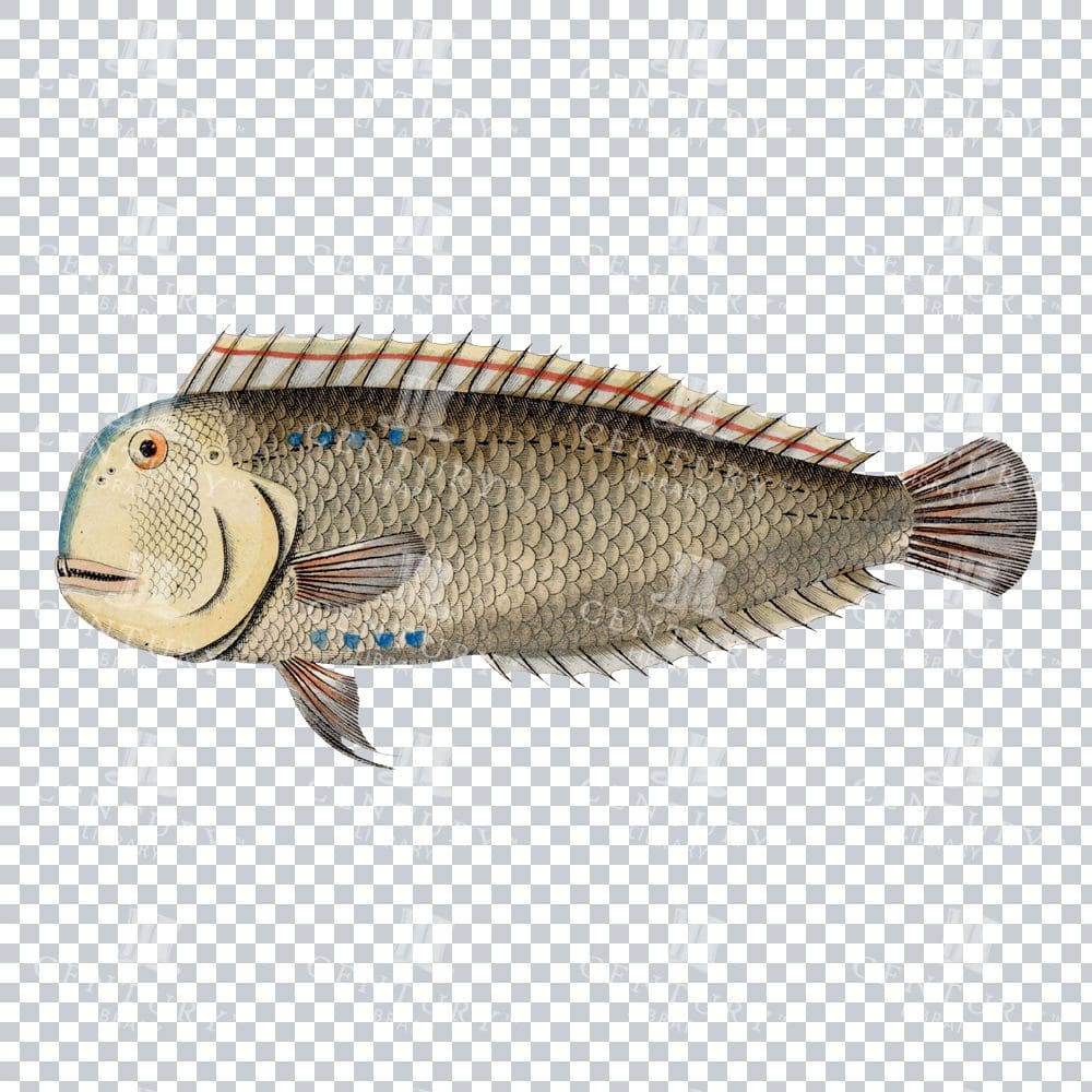 Retro Pearly Razorfish Vintage Illustration