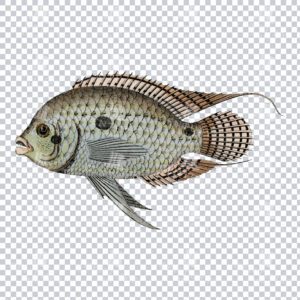 Antique Color Illustration of a Rabenfisch