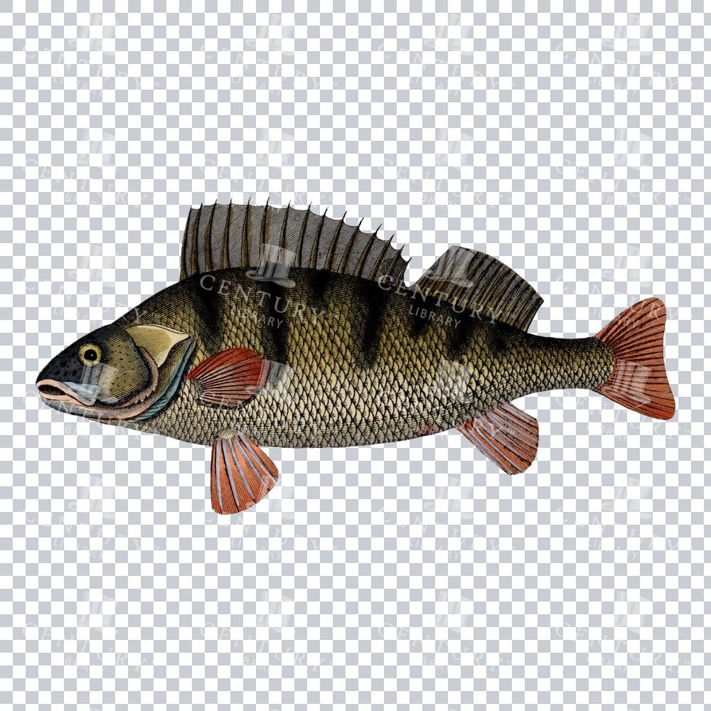 Antique Color Illustration of a European Perch Fish