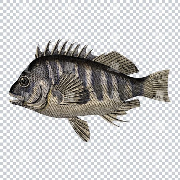 Vintage Illustration of a Grouper Fish