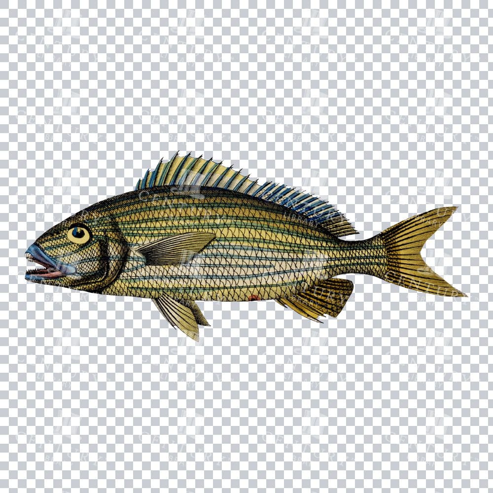 Haemulon Fish Vintage Illustration