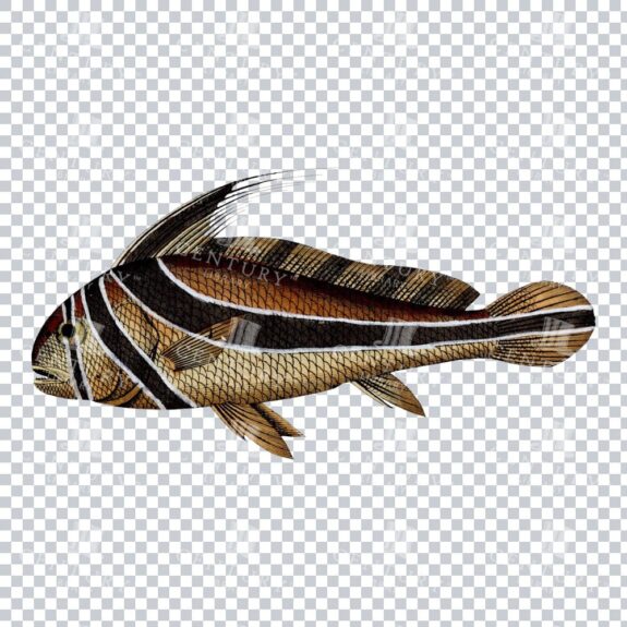 Jack-Knifefish Vintage Colour Art
