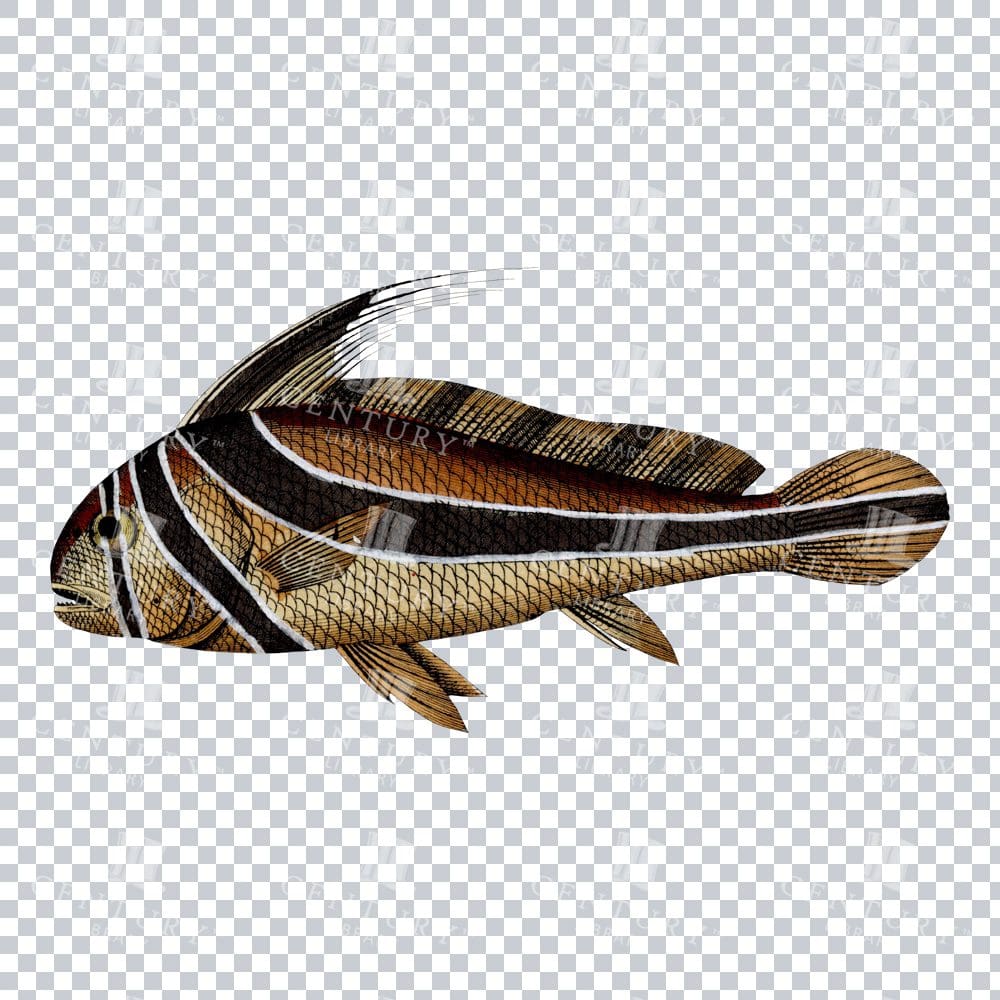 Jack-Knifefish Vintage Colour Art