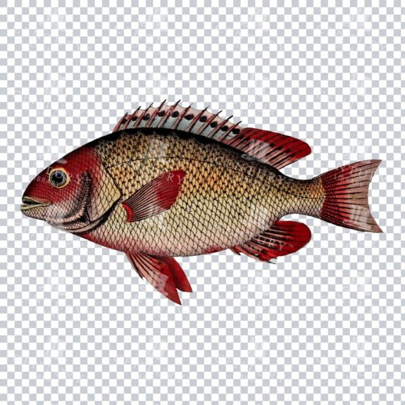 Old Illustration of a Kerbauge Fish