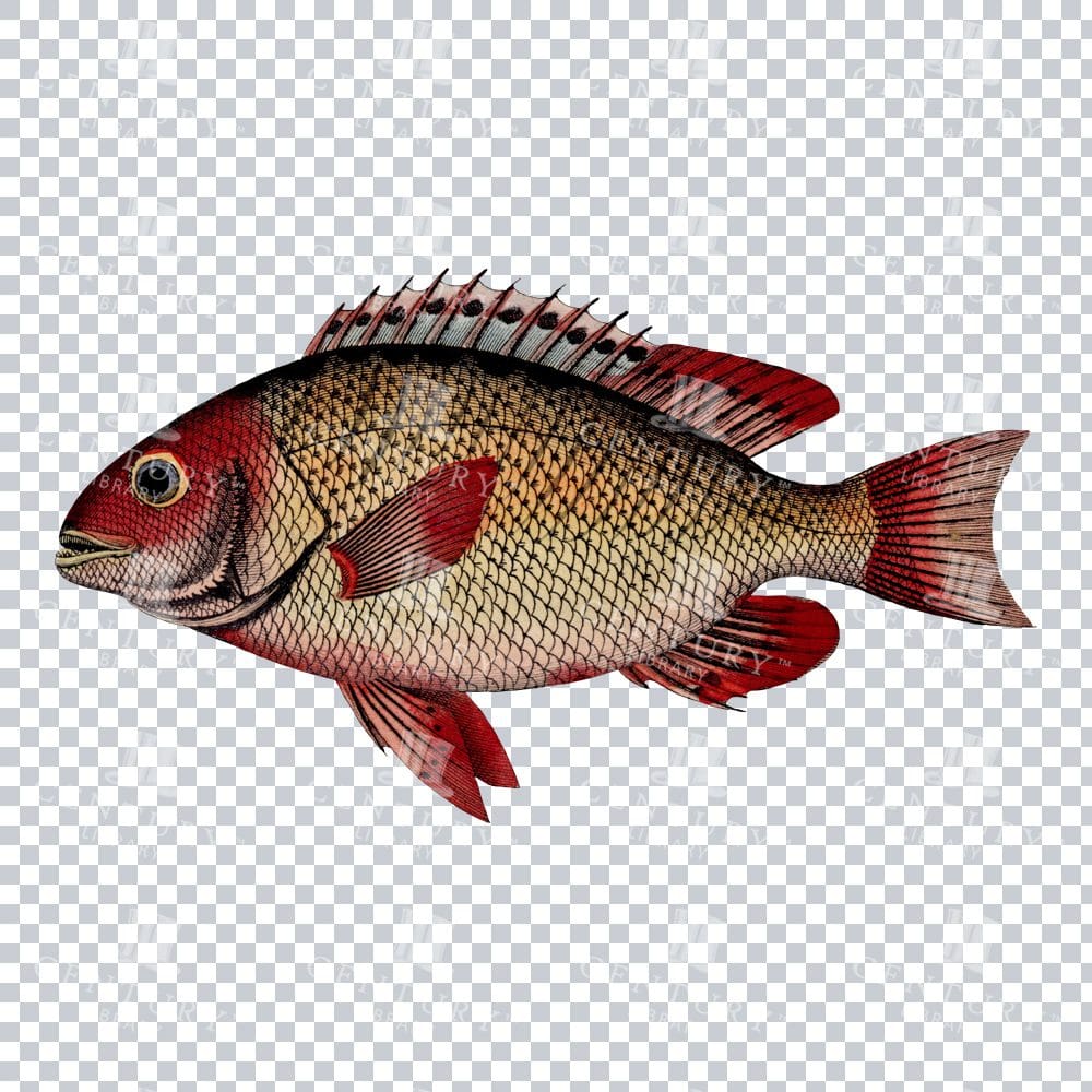 Old Illustration of a Kerbauge Fish