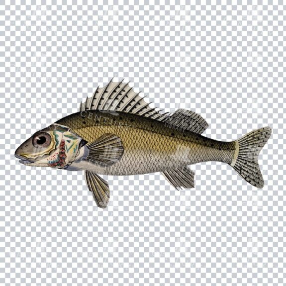 Vintage Colour Illustration of a Ruffe Fish