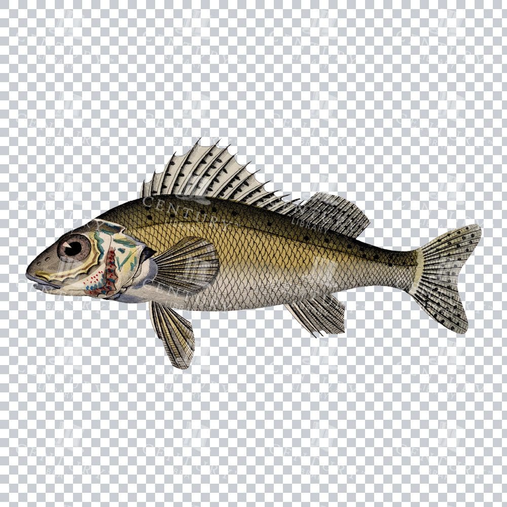 Vintage Colour Illustration of a Ruffe Fish
