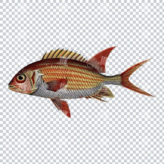 Retro Color Redcoat Fish Illustration