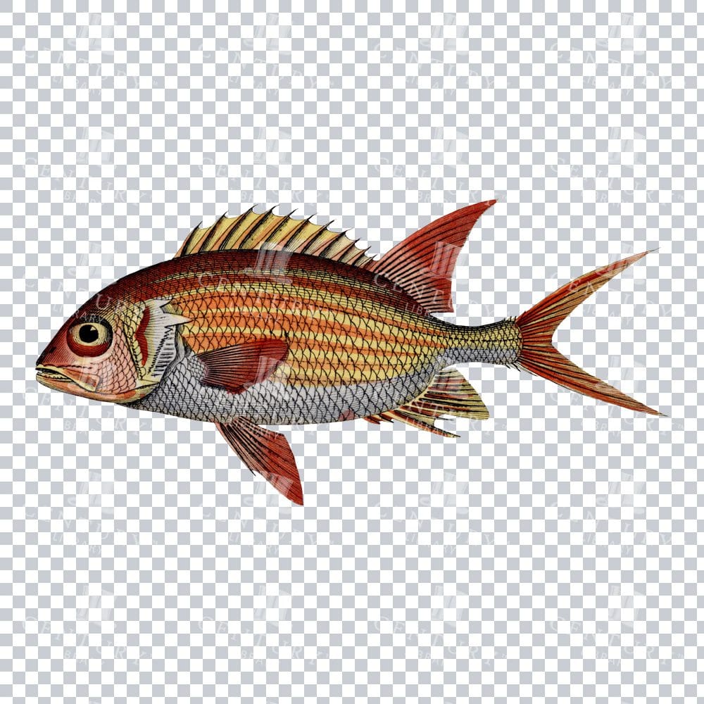 Retro Color Redcoat Fish Illustration