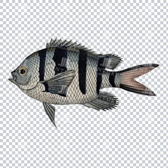 Antique Sergeant Major Fish Illustration