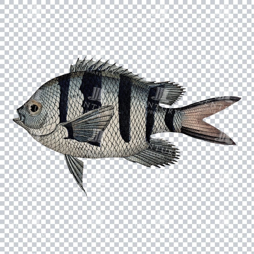 Antique Sergeant Major Fish Illustration