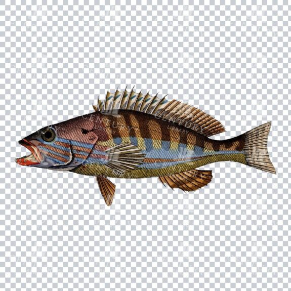 Retro Colour Art of a Painted Comber Fish