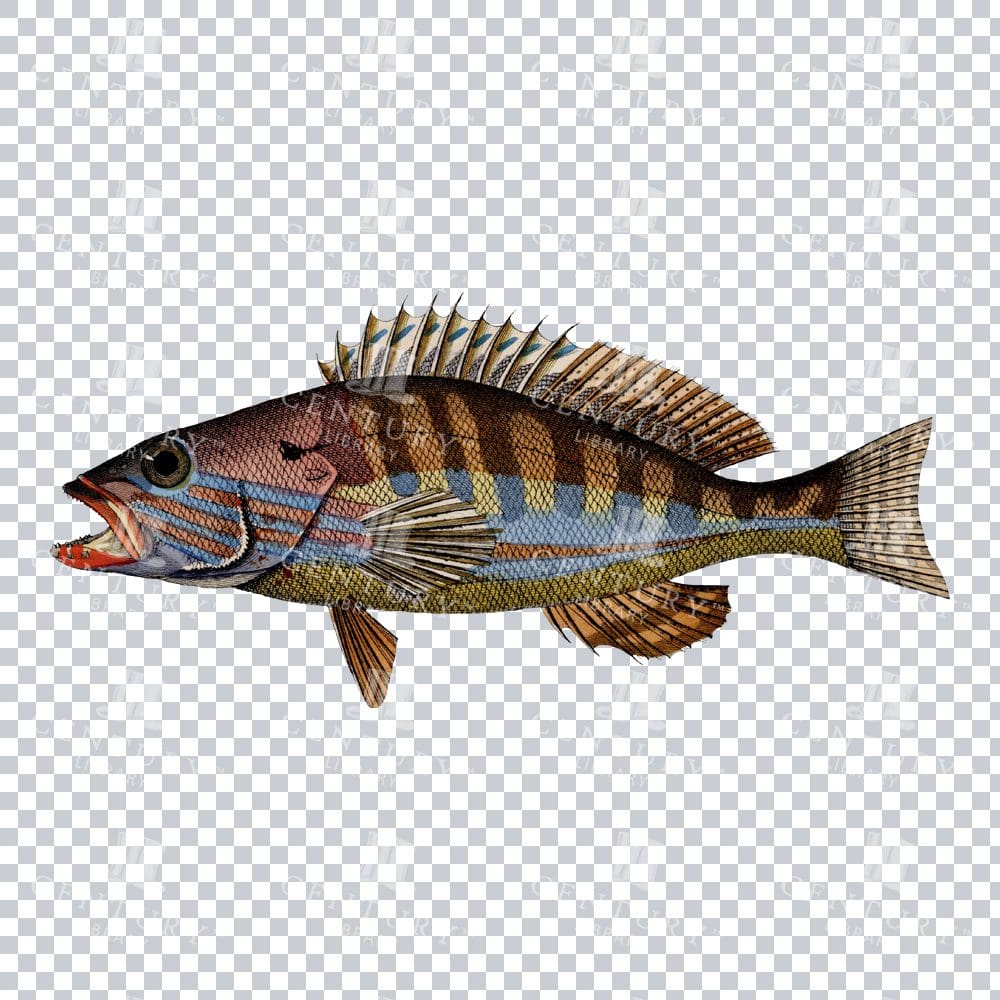 Retro Colour Art of a Painted Comber Fish
