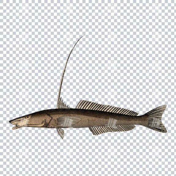 Old Sillago Fish Illustration