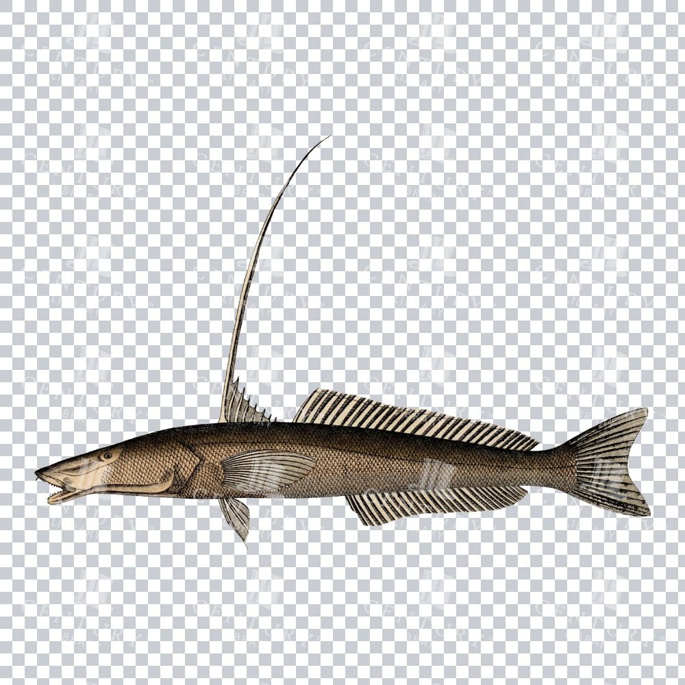 Old Sillago Fish Illustration
