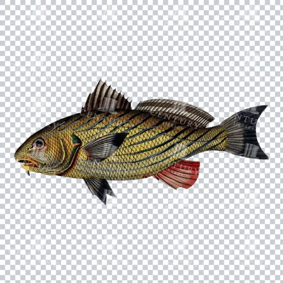 Umbrina Cirrosa Fish Vintage Collor Illustration