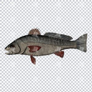Antique Artwork of a Umbrina Fish
