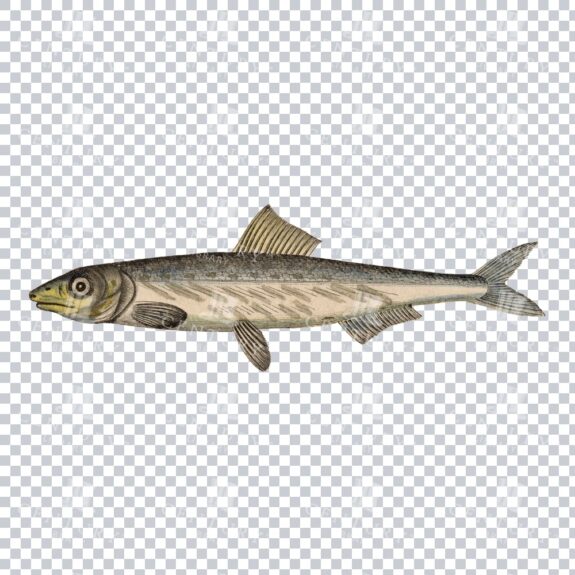 Anchovi Fish PNG Illustration