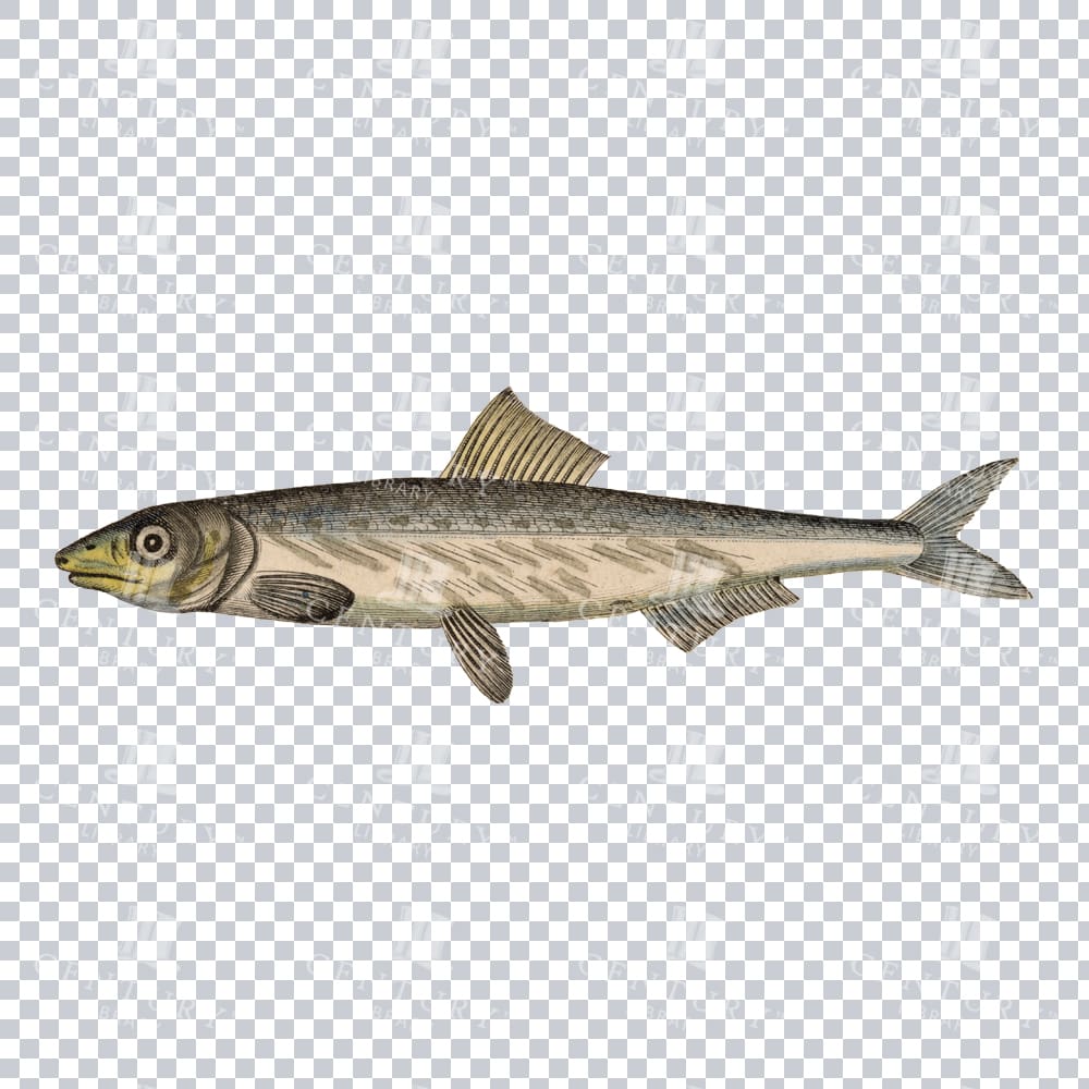 Anchovi Fish PNG Illustration