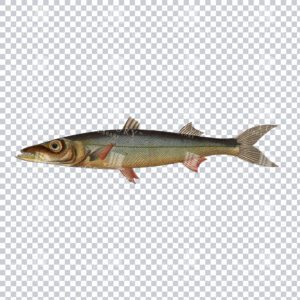 Barracuda Antique Stock Image PNG