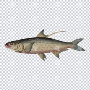 Carp Fish Retro PNG Illustration