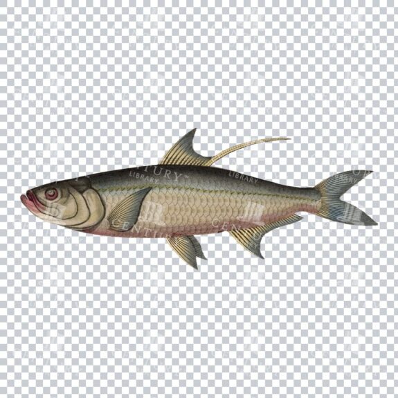 Carp Fish Retro Png Illustration
