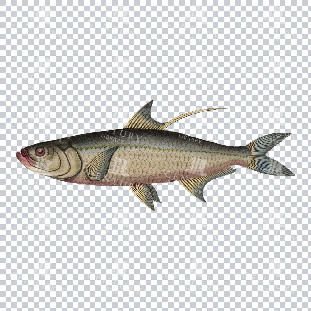 Carp Fish Retro Png Illustration