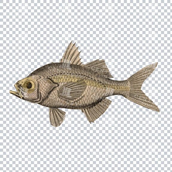 Doppelkerbe Fish Classic Stock PNG
