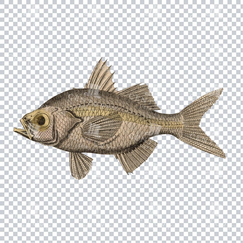 Doppelkerbe Fish Classic Stock PNG