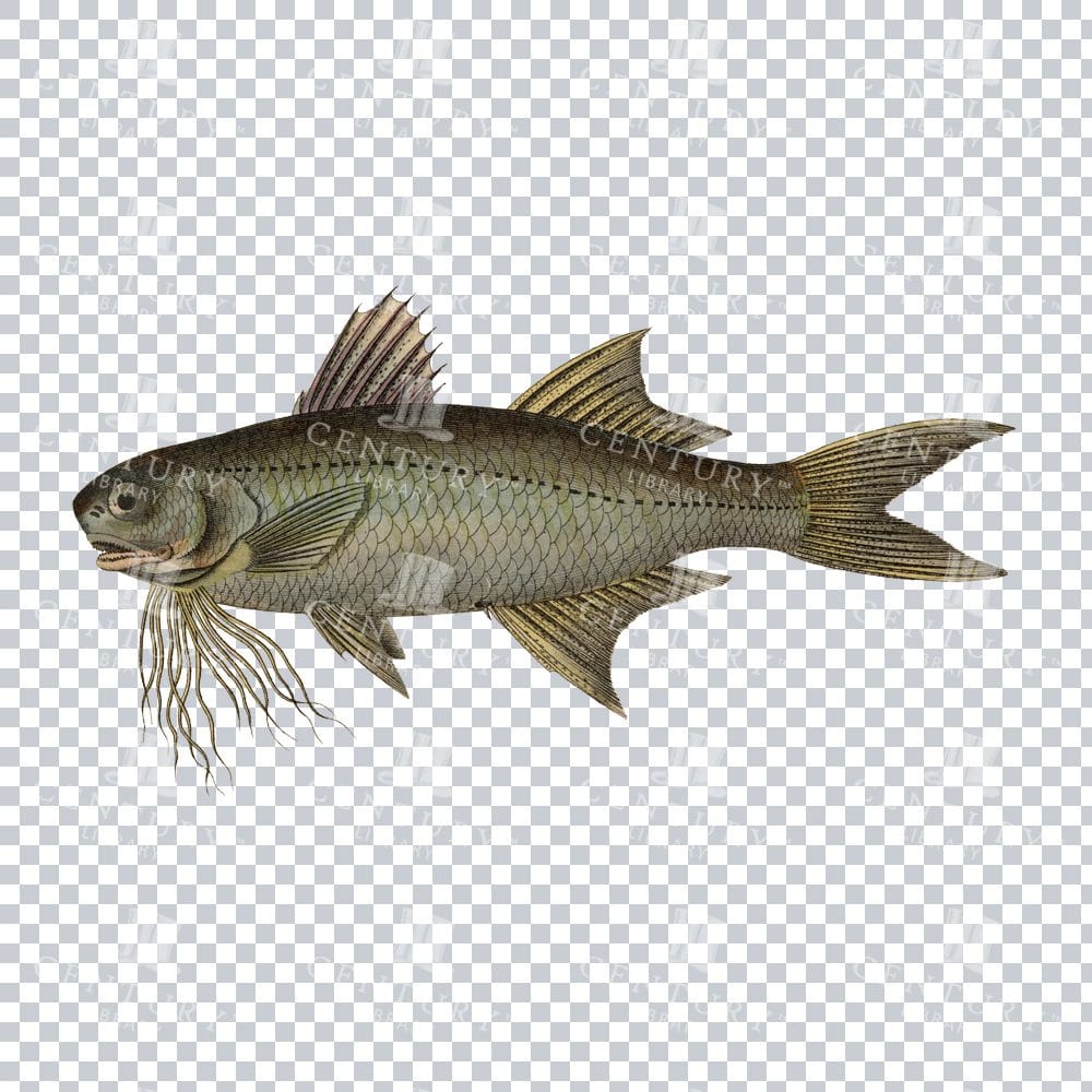 Paradise Threadfin Old PNG Art