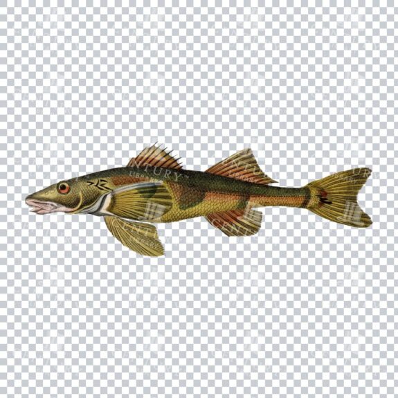 Fishy Series 1 Retro PNG Image