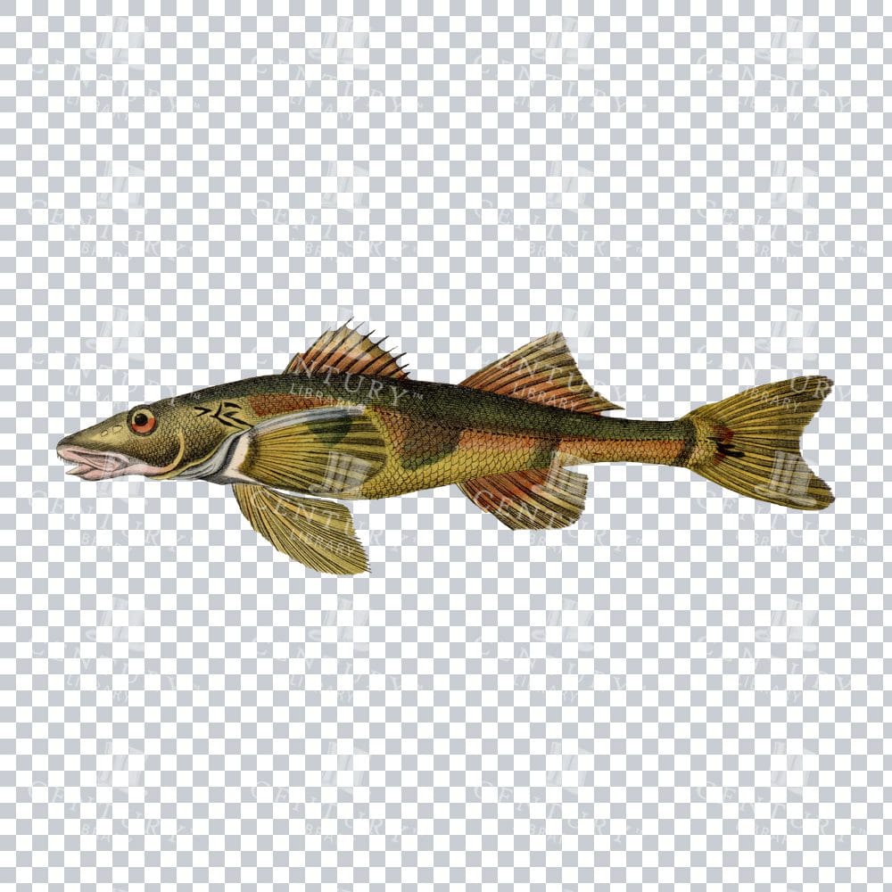 Fishy Series 1 Retro PNG Image