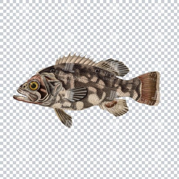 Fishy Series 2 Antique Stock PNG