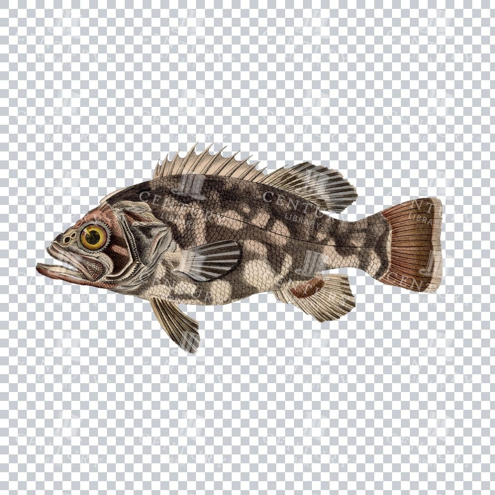 Fishy Series 2 Antique Stock PNG