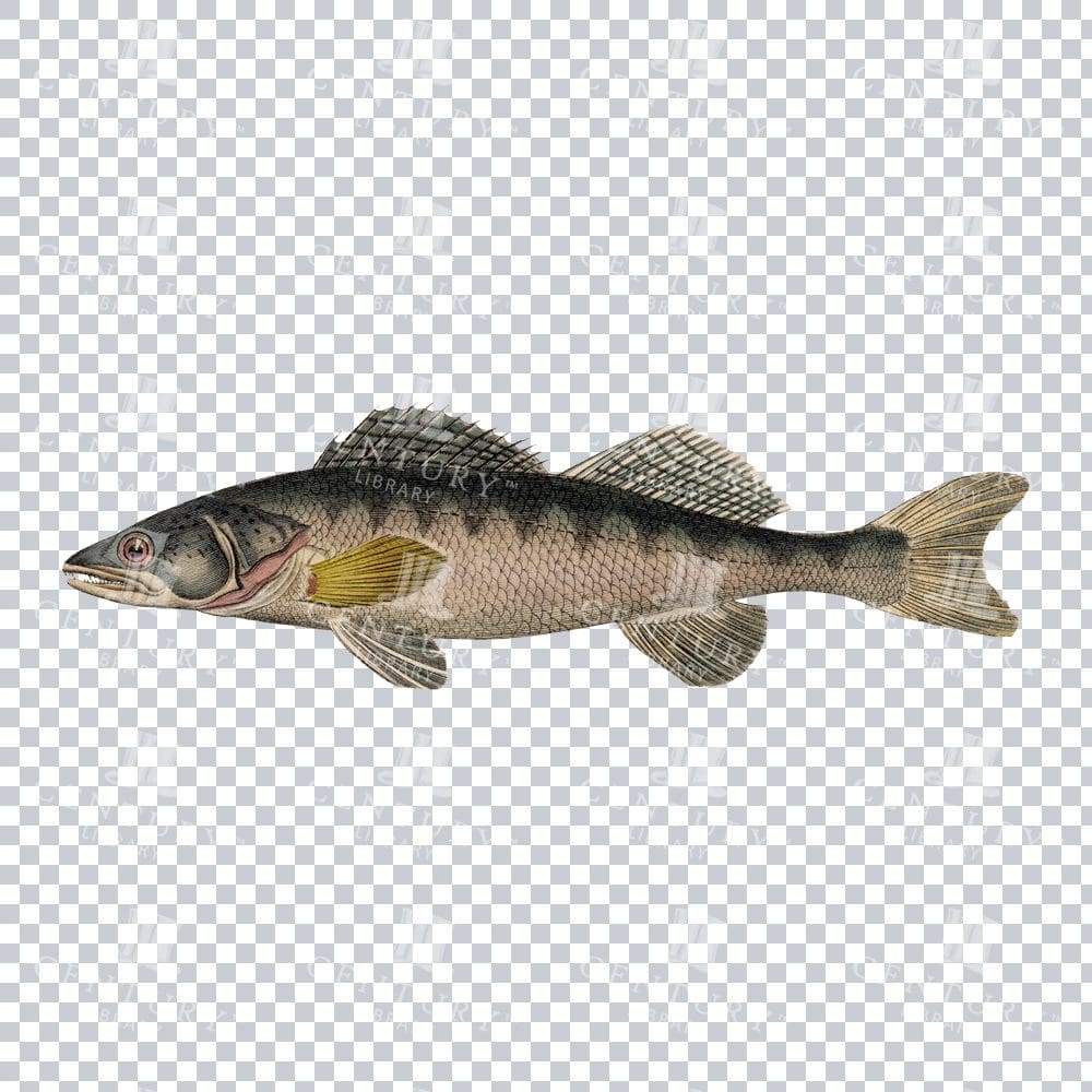 Fishy Series 3 Classic PNG Illustration