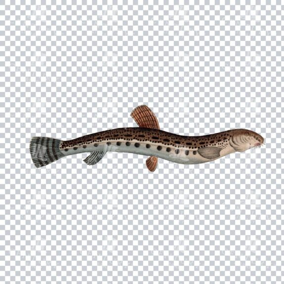 Fishy Series 4 Old Stock Image PNG