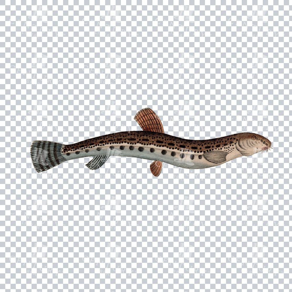 Fishy Series 4 Old Stock Image PNG