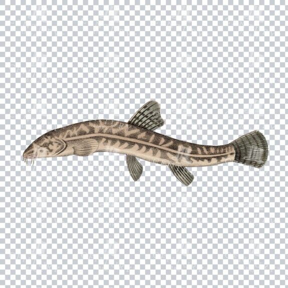Fishy Series 5 Retro PNG Art