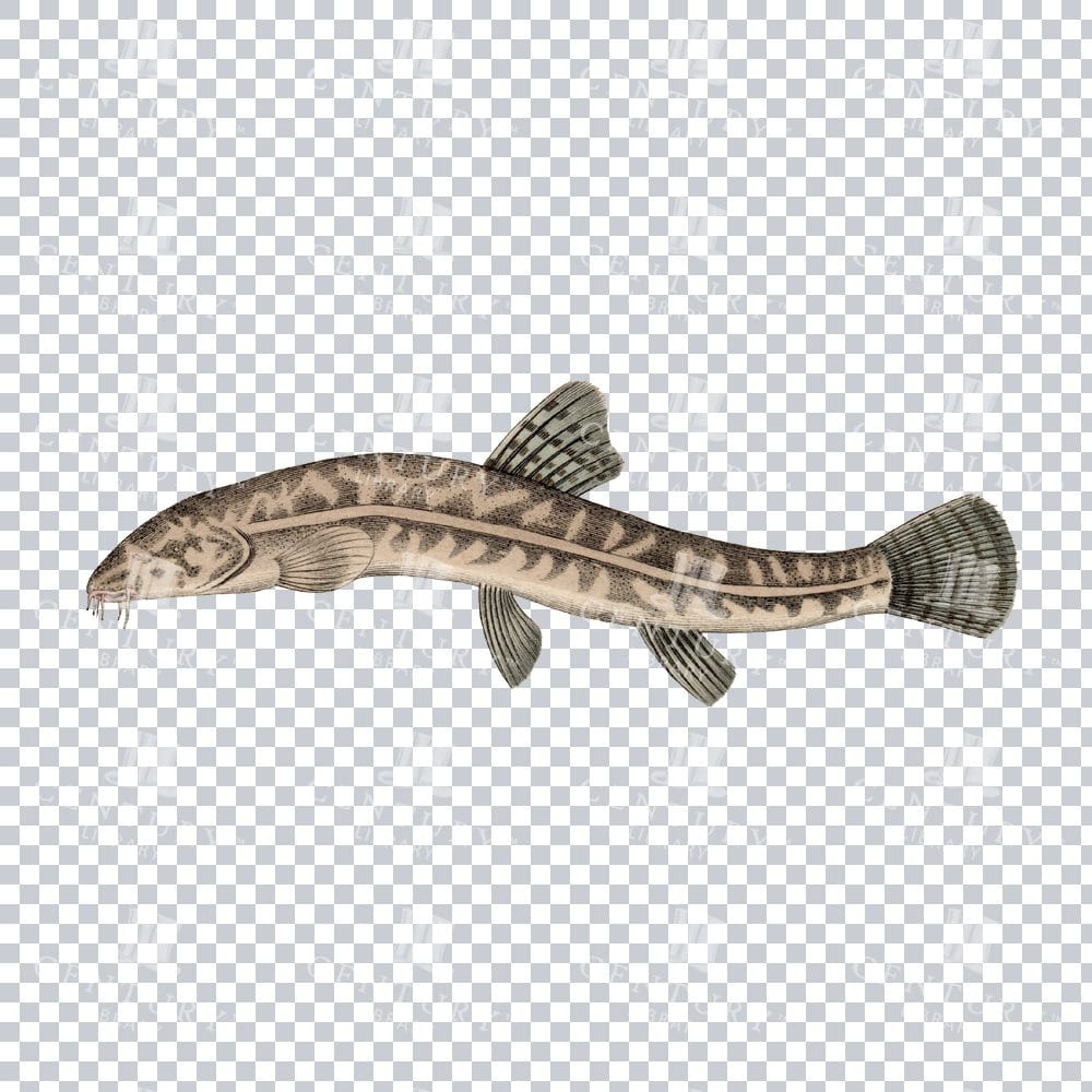 Fishy Series 5 Retro PNG Art