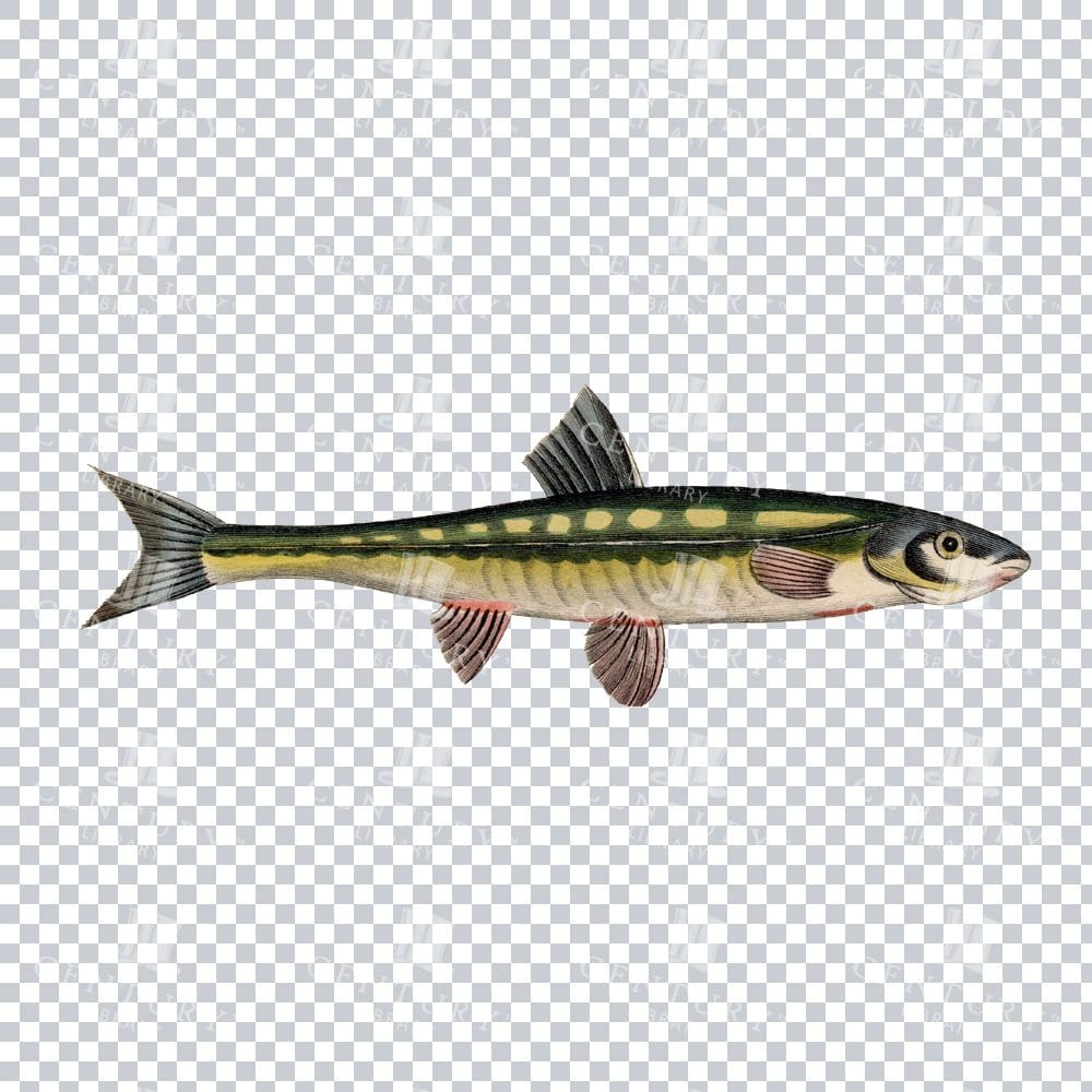 Fishy Series 6 Classic Stock PNG