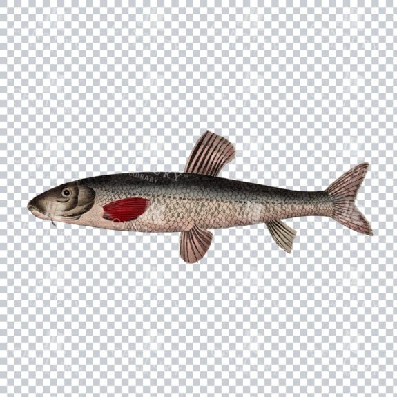 Fishy Series 7 Antique PNG Illustration