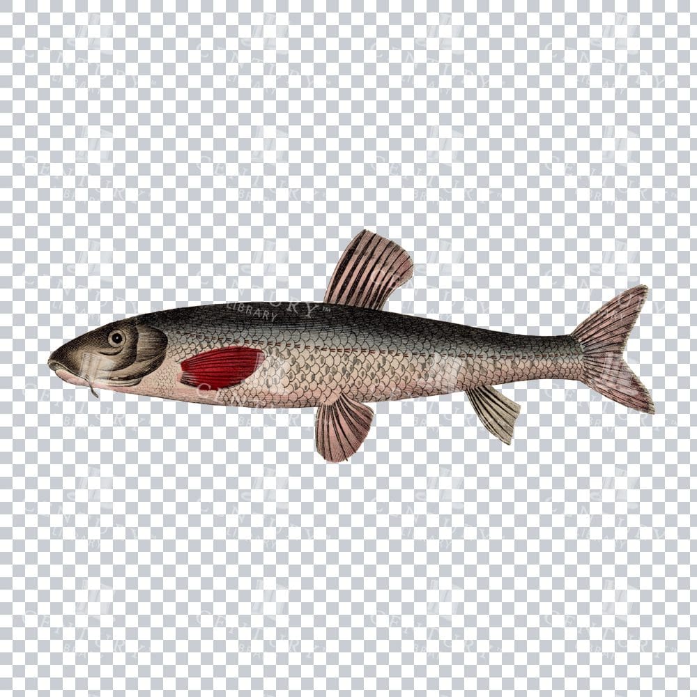Fishy Series 7 Antique PNG Illustration