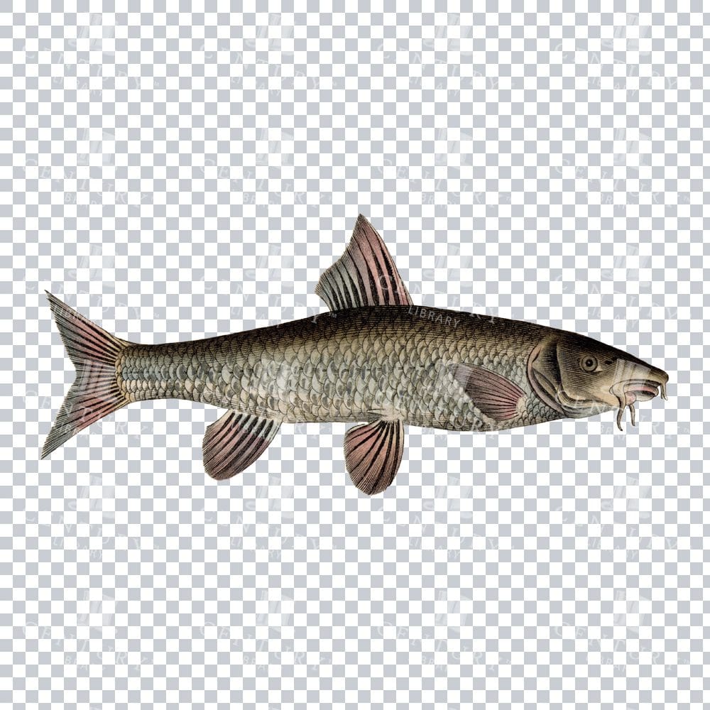 Fishy Series 8 Retro Stock Image PNG