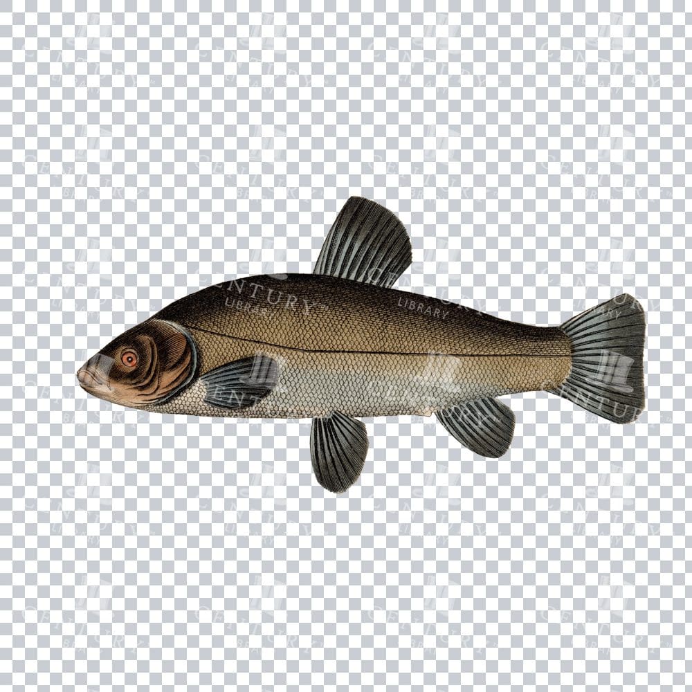 Fishy Series 9 Classic PNG Art